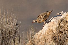 Chukar