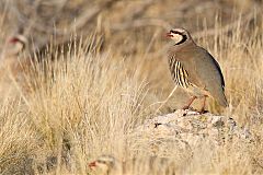 Chukar