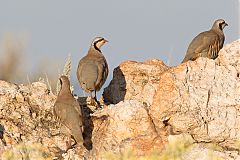 Chukar