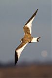 Sabine's Gull