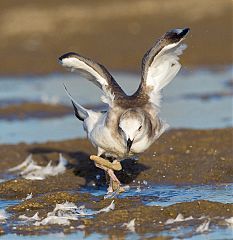 Sabine's Gull