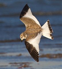 Sabine's Gull