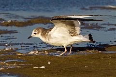 Sabine's Gull