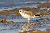 Sabine's Gull