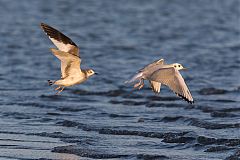 Sabine's Gull