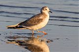 Sabine's Gull