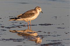 Sabine's Gull