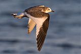 Sabine's Gull