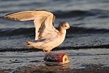 Sabine's Gull