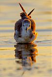 Sabine's Gull