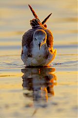 Sabine's Gull