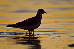 Sabine's Gull