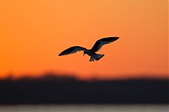 Sabine's Gull