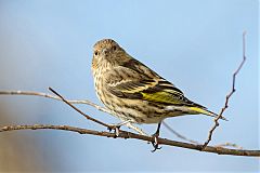 Pine Siskin