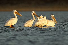 American White Pelican