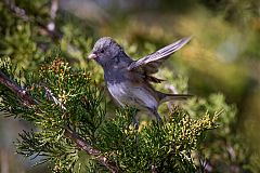 Dark-eyed Junco