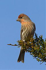 House Finch