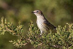 Yellow-rumped Warbler