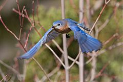 Eastern Bluebird