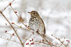 Hermit Thrush