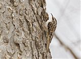 Brown Creeper