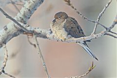 Mourning Dove