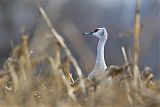 Sandhill Craneborder=