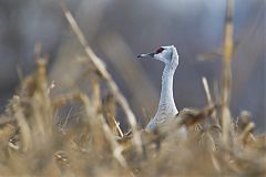 Sandhill Crane