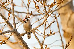 Downy Woodpecker