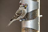 Common Redpoll