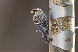 Common Redpoll