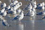 Iceland Gull