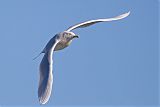 Glaucous Gullborder=