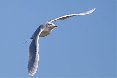 Glaucous Gull