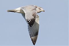 American Herring Gull