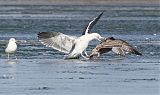 Great Black-backed Gullborder=