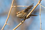 American Tree Sparrowborder=