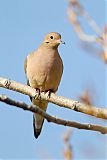 Mourning Dove