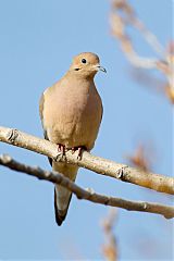 Mourning Dove