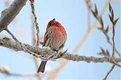 House Finch