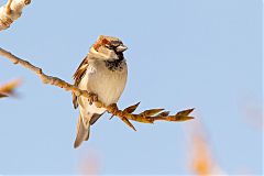 House Sparrow