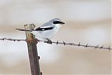 Loggerhead Shrike