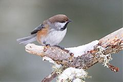 Boreal Chickadee