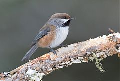 Boreal Chickadee