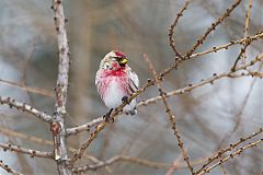 Redpoll