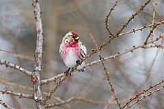 Common Redpoll