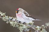 Hoary Redpoll