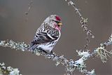 Common Redpoll