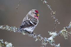 Common Redpoll