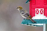 Pine Grosbeakborder=